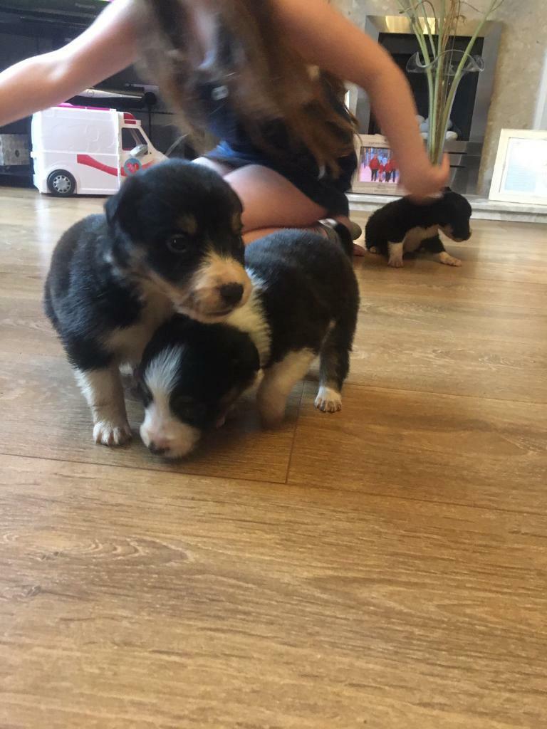 border collie for sale gumtree